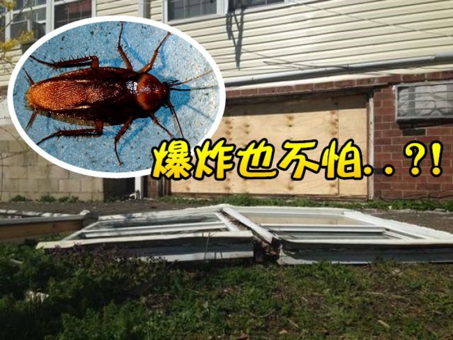 果然是打不死的蟑螂 房子爆炸小強還在爬... | 華視新聞