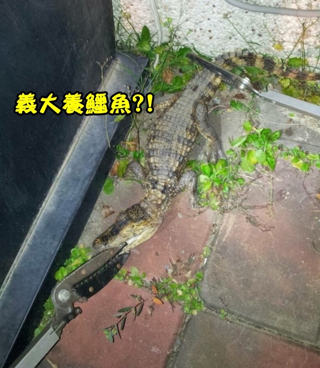 嚇死人! 義大世界捕獲"鱷魚"逛大街 | 華視新聞