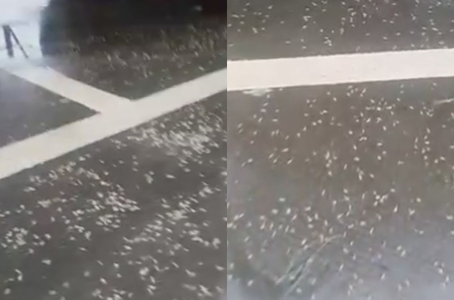 【影片】休息站下車走雪白地板 網友驚呼:都是蛆! | 華視新聞