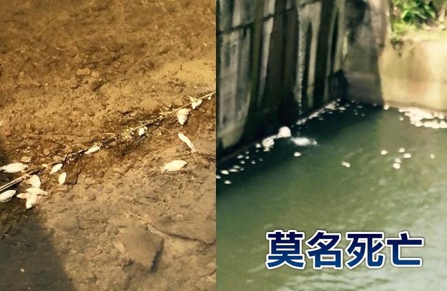 水質正常! 基隆深澳坑溪驚見千條死魚 | 華視新聞