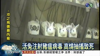 製造豬瘟疫苗 犧牲50萬隻兔子