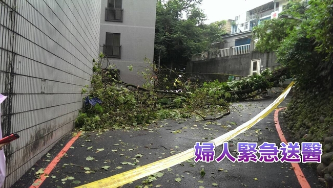 驚! 木柵15公尺路樹倒塌 壓傷婦人 | 華視新聞