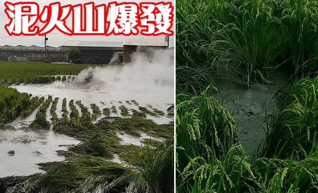 萬丹泥火山噴發! 一期水稻GG了 | 華視新聞