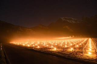 奇景! 瑞士怕葡萄凍死 點蠟燭幫取暖