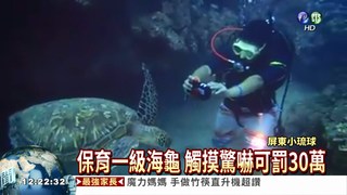 小琉球浮潛摸海龜 可罰30萬