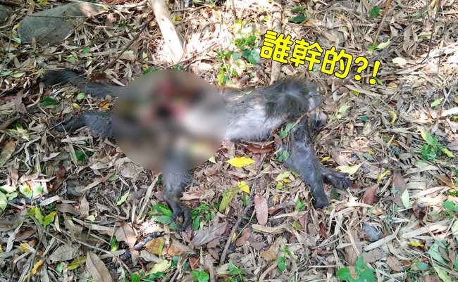 獼猴吃了毒水果? 疑遭集體毒殺已釀6死 | 華視新聞