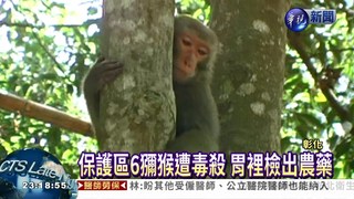 台灣獼猴保護區 6隻慘遭毒殺