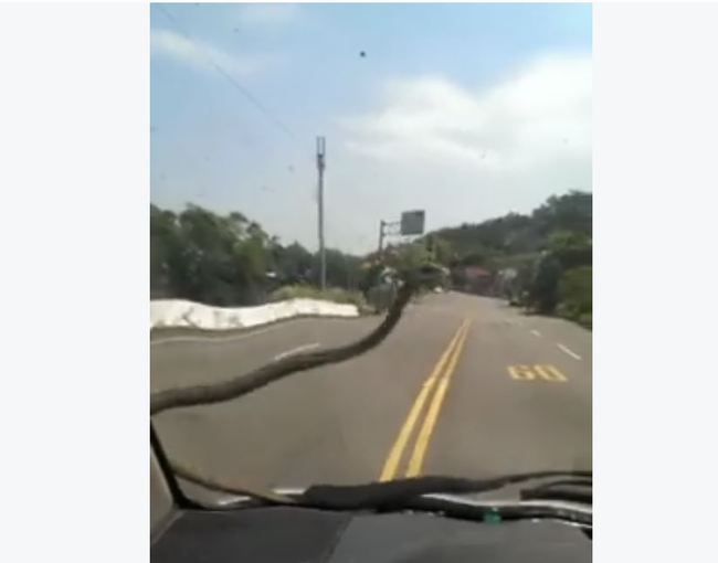 【影片】蛇也熱到受不了! 跳到車窗當雨刷... | 華視新聞