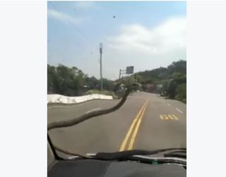 【影片】蛇也熱到受不了! 跳到車窗當雨刷...