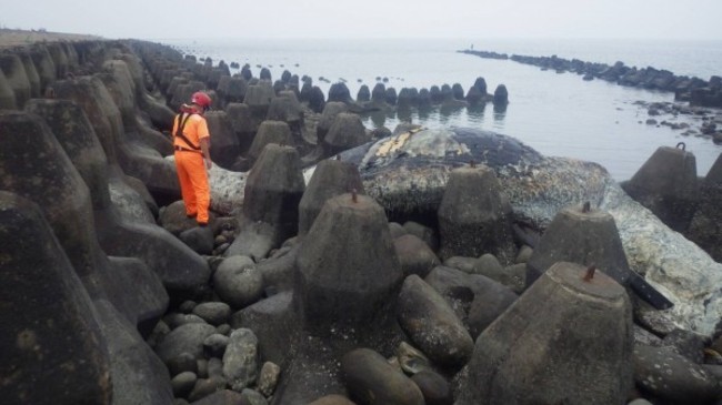 新竹浸水岸10公尺抹香鯨擱淺 死因待解剖 | 華視新聞