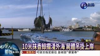 10米抹香鯨慘死 擱淺新竹外海