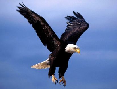 歐巴馬簽字確認 北美野牛成為美國「國獸」 | 白頭鷹是北美大陸特有的大型猛禽.也是美國國鳥（圖片翻自.i-gamer.net）