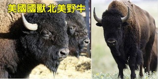 歐巴馬簽字確認 北美野牛成為美國「國獸」