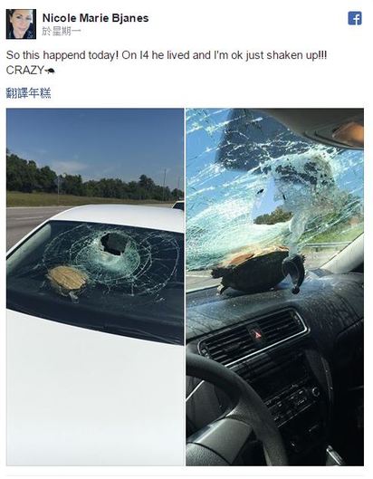 天降奇"龜" 美國女駕駛驚呆了! | 美國女駕駛的車被烏龜砸中，事後在臉書PO文" 一隻瘋狂的烏龜" 。