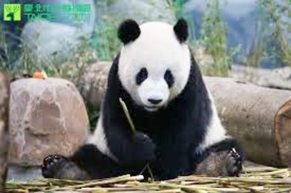 停止網路謠言! 團團貓熊活得好好的 | 貓熊團團健康活著，台北動物園希望網友能停止不實網路謠言。