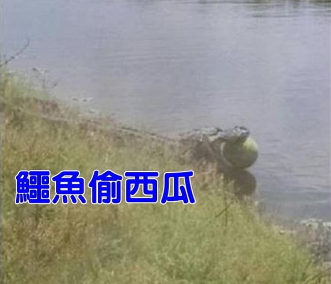 美國短吻鱷偷西瓜?! 照片曝光網友熱議 | 華視新聞