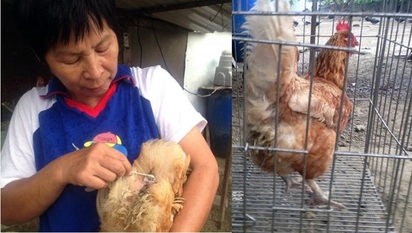 520小英總統就職! 台南母雞下"巨蛋"慶祝 | （左）飼主為母雞擦藥（右）辛苦的母雞現在有獨享的單人房