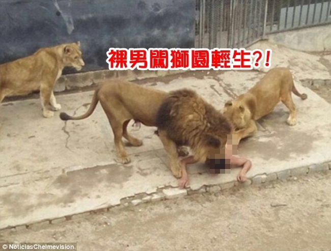 裸男闖獅子園 園方為了他開槍打死2獅子 | 華視新聞