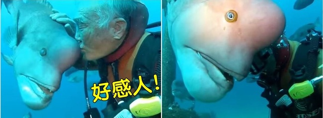 老爺爺親吻「方頭魚」 這一幕讓人好感動 | 華視新聞