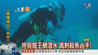 諷破壞生態 抱假龍王鯛潛水