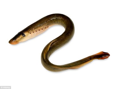 「吸血鬼魚」重出江湖 英國河流快速繁殖 | 七鳃鳗原貌