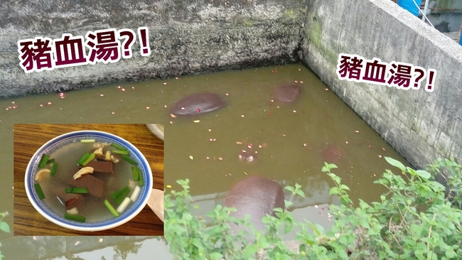 蝦米! 動物園有「整池豬血湯」 真相讓網友笑翻 | 華視新聞