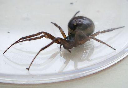 毒蜘蛛從香蕉爬出咬傷老師 幼稚園嚇到關園! | 假寡婦蜘蛛近年在英國有大量繁殖的趨勢(翻攝網路)