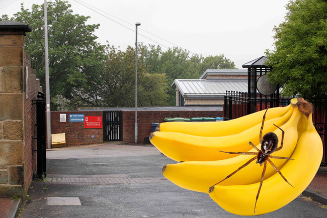 毒蜘蛛從香蕉爬出咬傷老師 幼稚園嚇到關園! | 華視新聞
