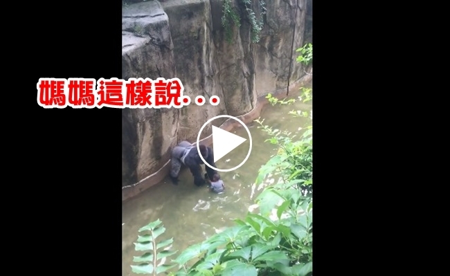 射殺大猩猩惹議! 男童母親懇求「別批判」 | 華視新聞