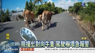 3牛隻逛大街 險釀交通事故