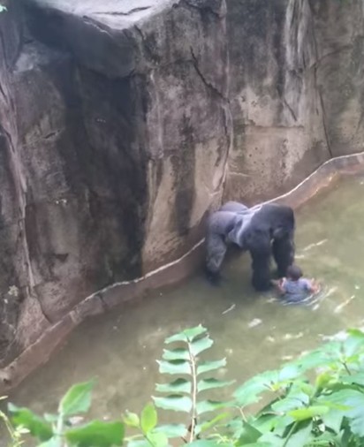 猩猩遭射殺 珍古德:牠想保護男童 | 當時男童掉進大猩猩園區時 大猩猩曾用手護住他