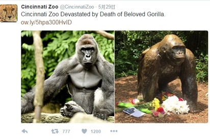 猩猩遭射殺 珍古德:牠想保護男童 | 大猩猩被射殺後 園方在推特上紀念