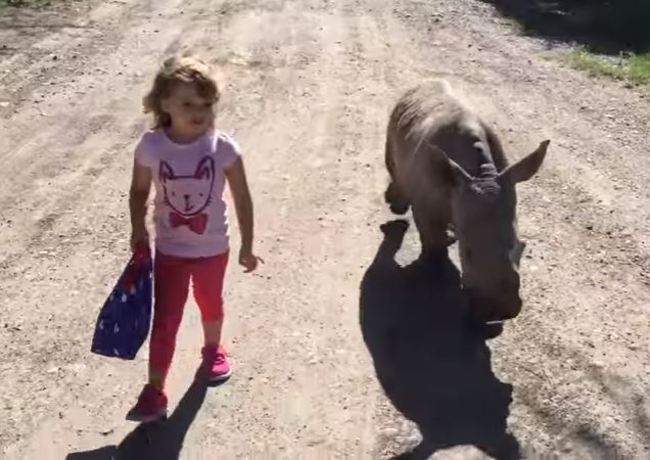人獸同"萌"! 3歲娃與犀牛寶寶散步好有愛 | 華視新聞