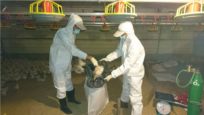 屏東枋寮白肉雞場染禽流感 逾4萬雞隻全撲殺 | 禽流感。