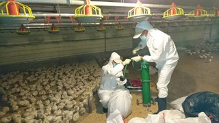 屏東枋寮白肉雞場染禽流感 逾4萬雞隻全撲殺