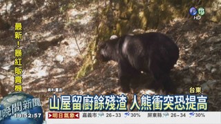 台灣黑熊又來! 向陽山屋覓食