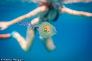 奇景! 被水母活吞 魚在體內無助望海洋
