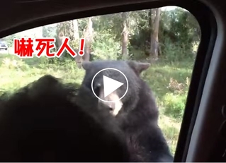 【影片】美洲黑熊做這動作.. 全車人放聲尖叫!