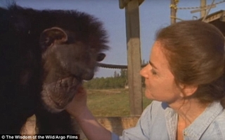 黑猩猩25年後見救命恩人 面露微笑熱情相擁!