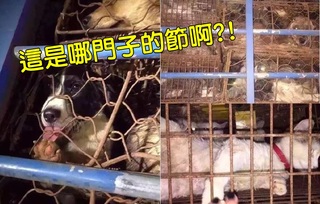 玉林狗肉節罵不怕! 廣州動保人士救回數百貓狗