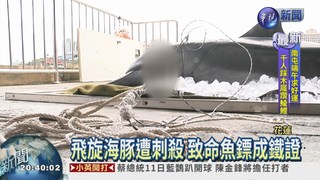 殘忍! 保育類海豚遭魚鏢刺殺