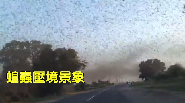 俄漫天蝗蟲提早過境 摧毀7萬公頃農作 | 華視新聞
