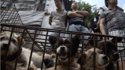 廣西狗肉節挨批仍辦 千萬人請願救狗 | 每年狗肉節會宰殺數千隻狗.