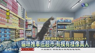 廣告新噱頭! 貓明星上超市