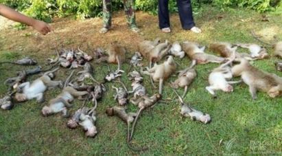 樹倒猢猻"亡"! 52隻猴子睡夢中被壓死 | 52隻大小猴屍.（翻攝曼谷椰子網》）