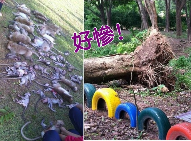 樹倒猢猻"亡"! 52隻猴子睡夢中被壓死 | 華視新聞