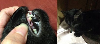 大學教官遭控虐貓 掐脖.重摔貓咪斷齒 | (左)貓咪牙齒明顯斷裂（右）受虐貓咪