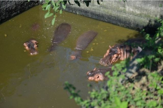 網友戲稱在動物園時看到「豬血湯」.只的就是河馬池