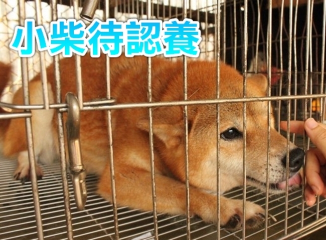 查獲62隻柴犬價百萬 動保所將開放認養 | 華視新聞