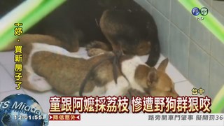 6流浪狗圍攻 2歲男童險遭咬死